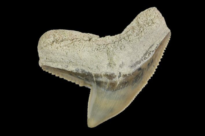 Fossil Tiger Shark (Galeocerdo) Tooth - Aurora, NC #179029